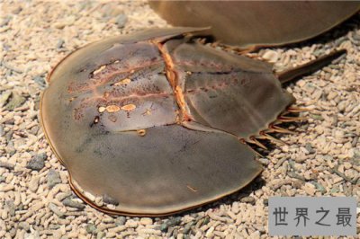​马蹄蟹含有稀罕的蓝血液，食用不当会造成中毒死亡