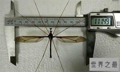 ​世界上最大的蚊子身长11公分！这蚊子就是华丽巨蚊
