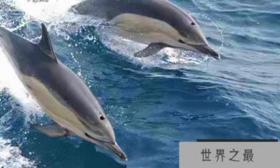 ​世界上什么动物最聪明？世界上最聪明的动物前十名
