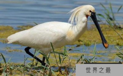 ​世界上嘴巴最长的鹭，白琵鹭嘴巴长22厘米
