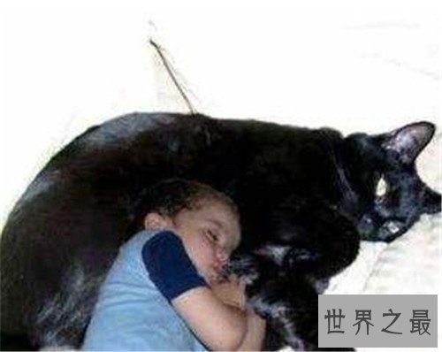 乌克兰巨猫是真的吗 网络掀起一阵巨型猫风潮