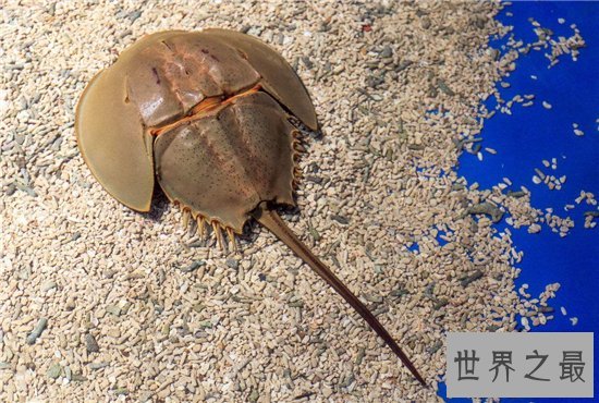 马蹄蟹含有稀罕的蓝血液，食用不当会造成中毒死亡
