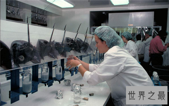 马蹄蟹含有稀罕的蓝血液，食用不当会造成中毒死亡