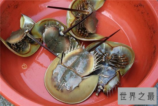 马蹄蟹含有稀罕的蓝血液，食用不当会造成中毒死亡