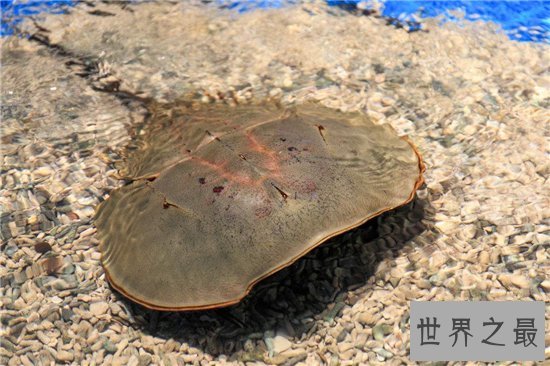 马蹄蟹含有稀罕的蓝血液，食用不当会造成中毒死亡