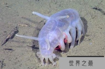 ​海里的猪叫什么？能吃吗？