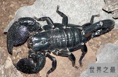 ​世界上最大的蝎子，真帝王蝎(长0.4米)