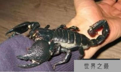 ​世界上最大的蝎子：真帝王蝎，体长0.4米(成年人手掌的2倍)