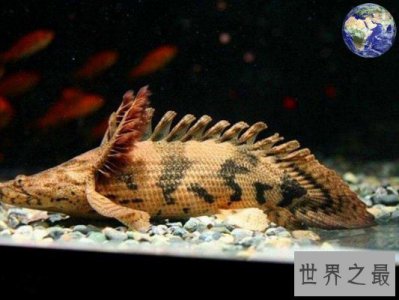 ​世界上最漂亮的恐龙鱼  水族世界的“活化石”
