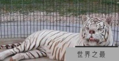 ​世界上最丑的白虎，天生短鼻加大饼脸