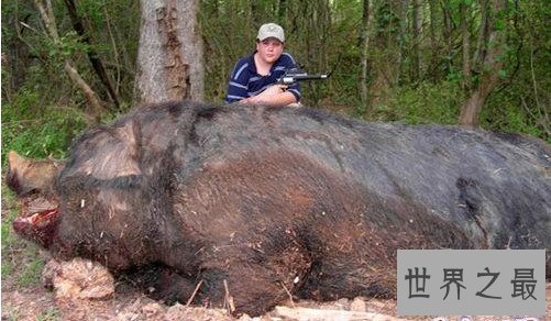 世界上最大的猪，关于猪的世界之最