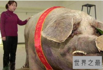 ​世界上最大的猪，关于猪的世界之最