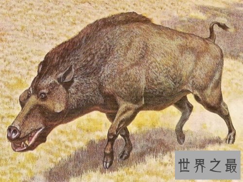 世界上最大的猪，关于猪的世界之最