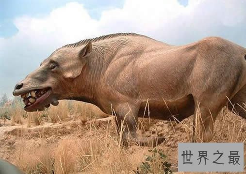 世界上最大的猪，关于猪的世界之最