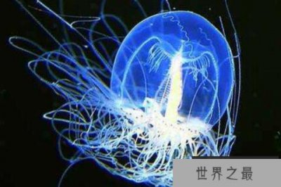 ​世界上寿命最长的十种动物：灯塔水母或可长生不老