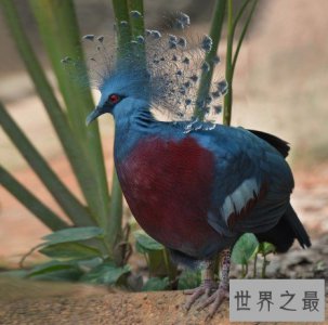 ​世界上最漂亮的鸠，凤冠好似孔雀开屏