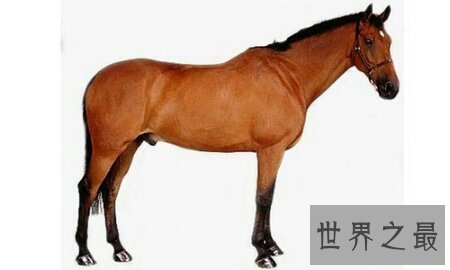 纯血马是一种比较厉害的马 通常用来比赛