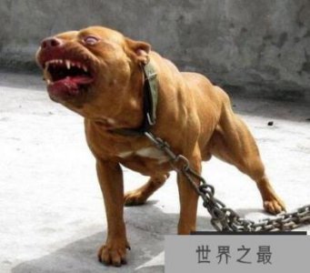 ​世界上最凶猛的狗排名，第一实至名归