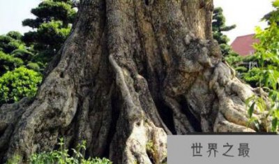 ​世界上最庄严的树木永远不会死