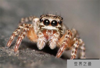 ​世界十大跳的最高的动物 跳蚤可跳400米高(跳跃能力好)