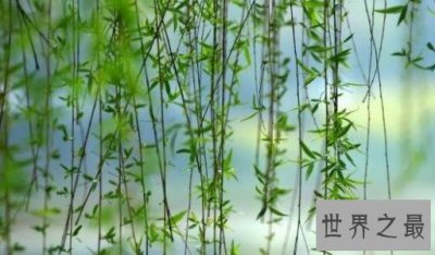 ​咏柳的诗句，有哪些描写杨柳的诗句终成绝句