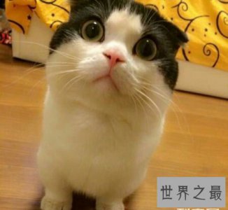 ​曼赤肯猫是一种矮脚猫 长的非常的可爱