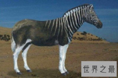 ​灭绝动物有哪些 这些动物个个身怀绝技千奇百怪