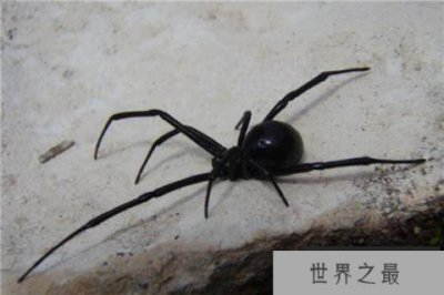 ​世界十大最毒的毒虫 黑寡妇毒性大毒发只需十分钟