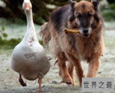 ​史上最强家禽，出了名的不好惹