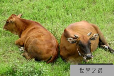 ​世界上最丑的狗品种，卡西莫多(天生无颈残疾)