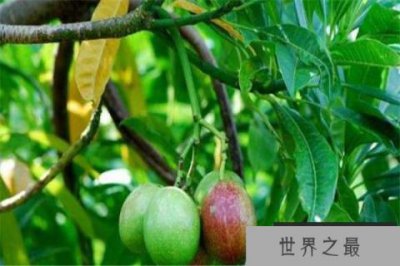 ​世界上最毒的水果：海檬树果，误食海檬树果瞬间离开人世