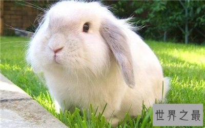 ​安哥拉兔成为最新网红神兽 品类繁多很适合家养