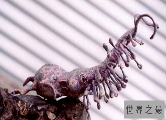神奇的鼻行动物四肢退化靠鼻子解决一切 竟然是科学家虚构出来的