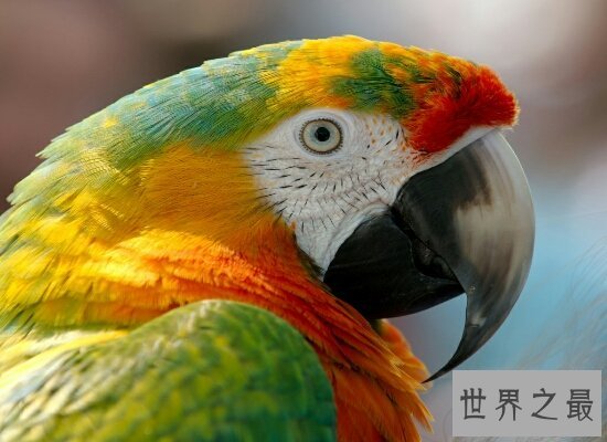 世界上体型最大的金刚鹦鹉  国家级保护动物濒临灭绝