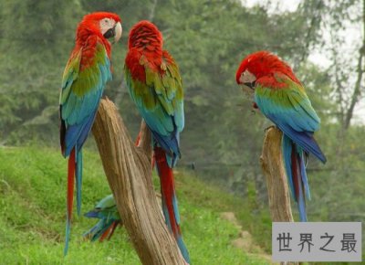 ​世界上体型最大的金刚鹦鹉  国家级保护动物濒临灭绝