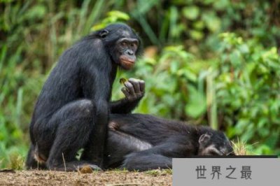 ​世界10大同性恋动物，动物界也有“断背山”