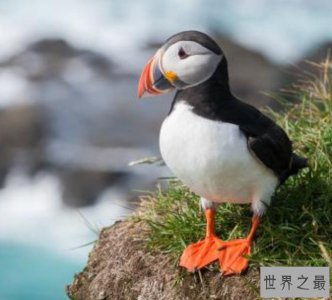 ​世界潜水本领最强飞鸟，可以潜到水下57米，水下停留一分钟