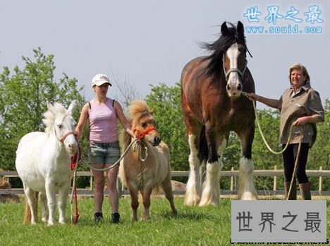 世界上最大的马，夏尔马(超过一吨重)