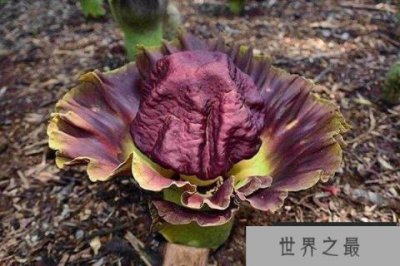 ​植物界15种奇葩植物排名：你都见过哪几种？