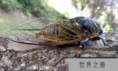 ​动物的寿命有多长，短命者几秒长寿长上千岁