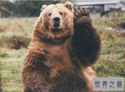 ​世界上最奇异宠物排行榜,棕熊鳄鱼随便养(胆子可不小)