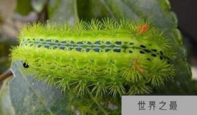 ​有毒的毛毛虫毒性惊人，毛毛虫可致人死亡