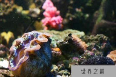 ​世界上最大的双壳贝：砗磲最大长2米重500多斤