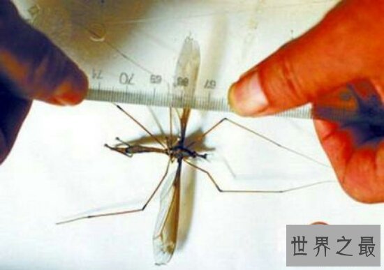 世界上最大的蚊子身长11公分！这蚊子就是华丽巨蚊