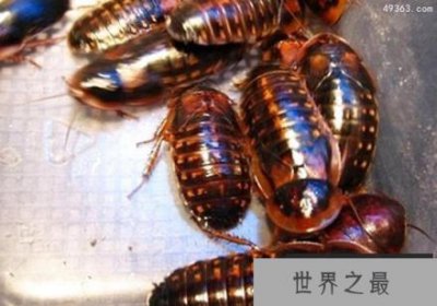 ​唯一被人类钟爱的蟑螂，杜比亚蟑螂爬宠的最佳饲料