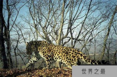 ​世界十大珍稀动物 大熊猫仅第五远东豹第一仅存40只
