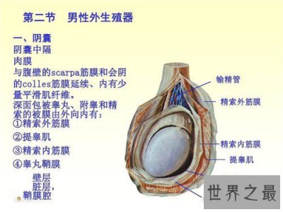 ​生殖器有什么部分组成 女性生殖器的秘密曝光