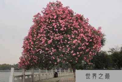 ​世界上毒性最强的花：夹竹桃全株含剧毒