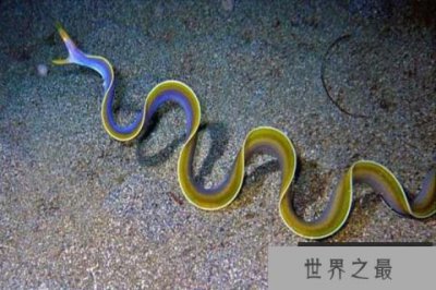 ​世界十大怪异的海洋生物，五彩鳗名列榜首