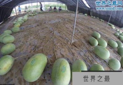 ​吉尼斯新纪录：河南一个“妈”生了131个西瓜